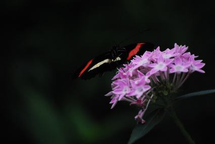 Red and white Moth