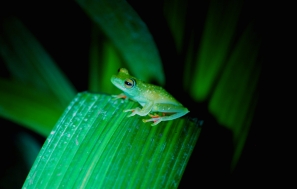 Green leaf frog