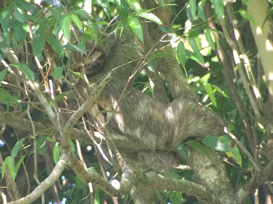 two-toed-sloth