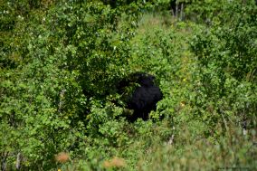 Another black bear resting